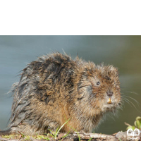 گونه ول آبزی Eurasian Water Vole